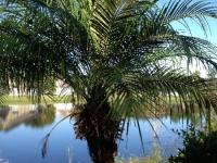 a-palmtree